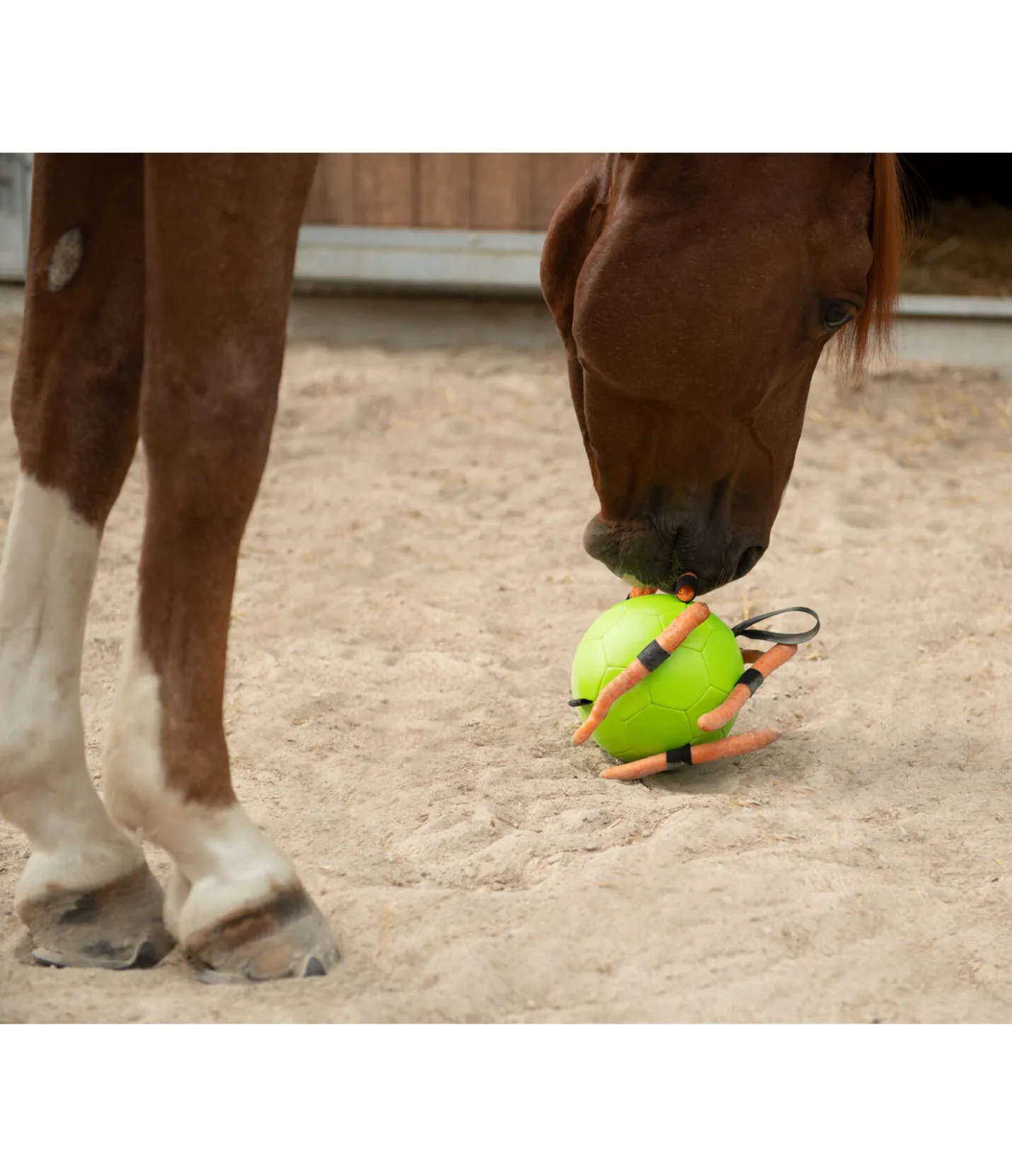 Maximus Balle de jeu vert Sale