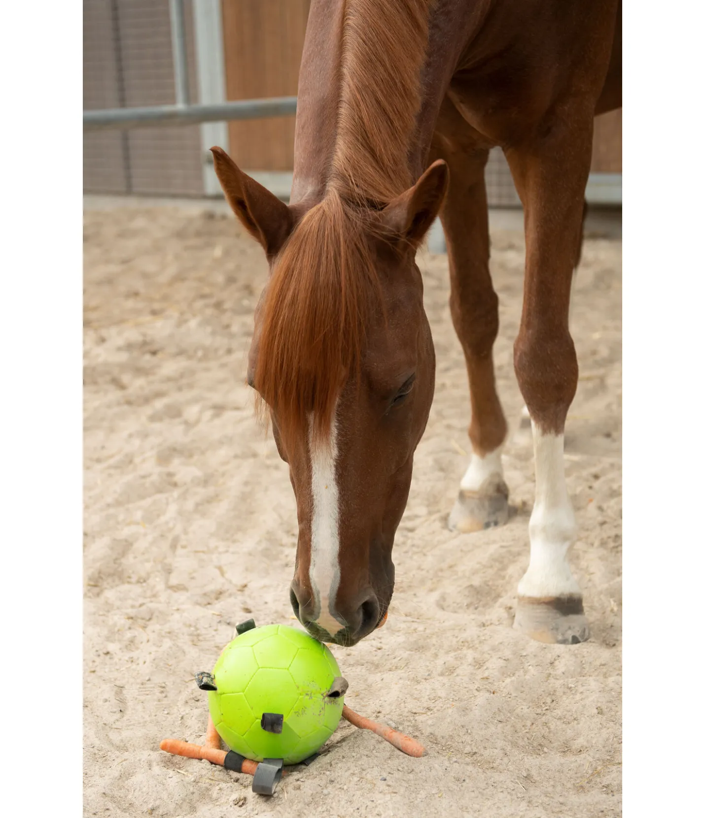 Maximus Balle de jeu vert Sale