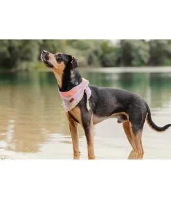 sugar dog Bandana Batik pour chien Dakota multicolore Outlet
