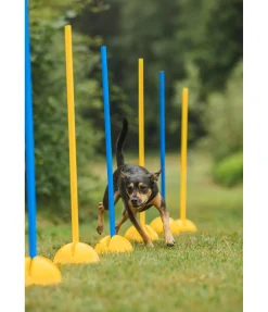 sugar dog Barres d'agility bleu Online
