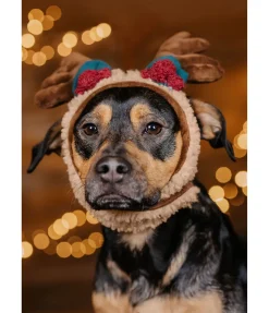 sugar dog Bois de rennes pour chien Rudolf brun Clearance