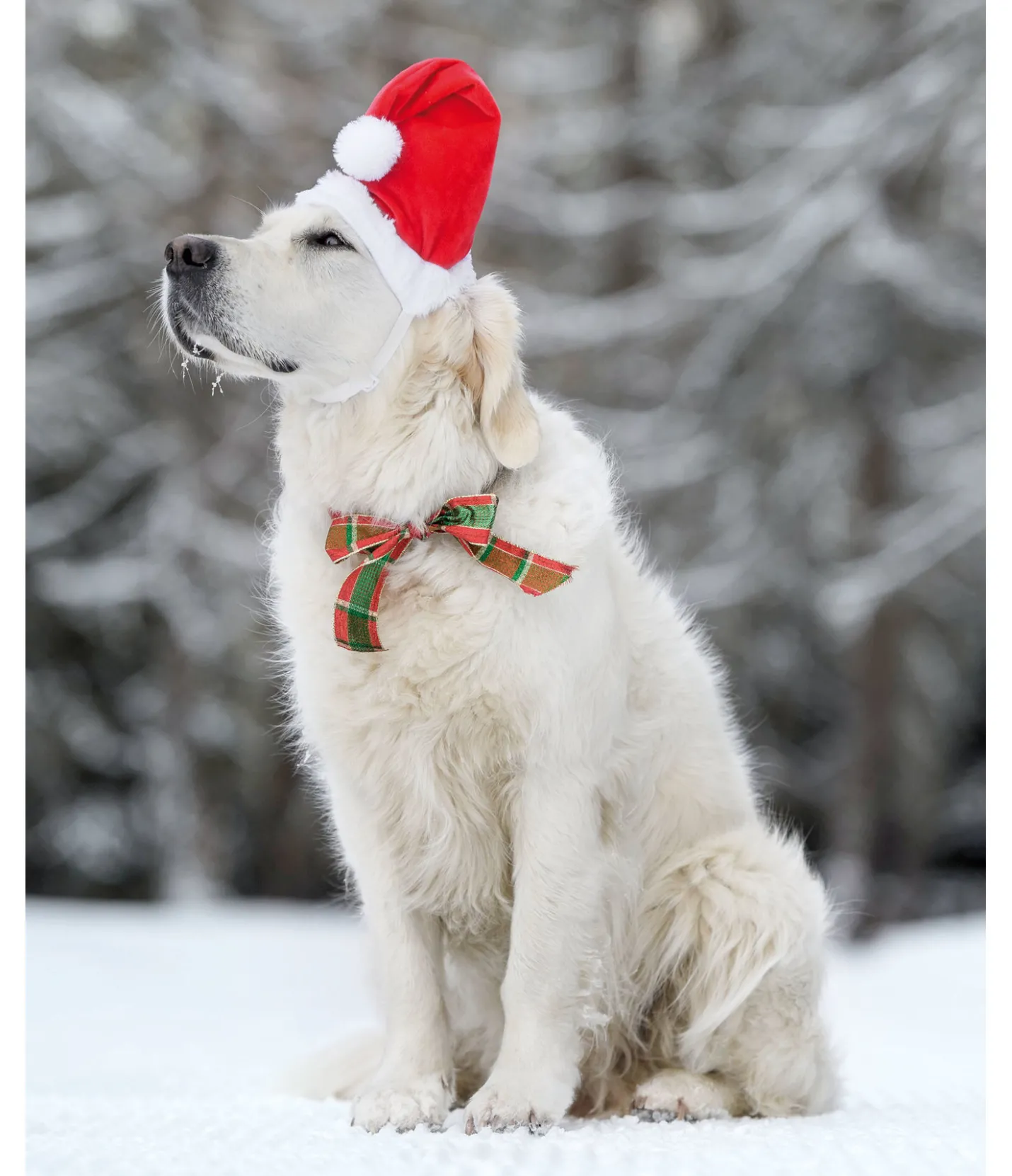 sugar dog Bonnet de Noël pour chien Santa rouge New