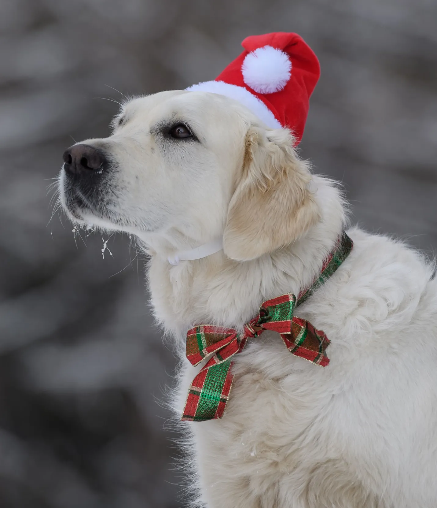 sugar dog Bonnet de Noël pour chien Santa rouge New