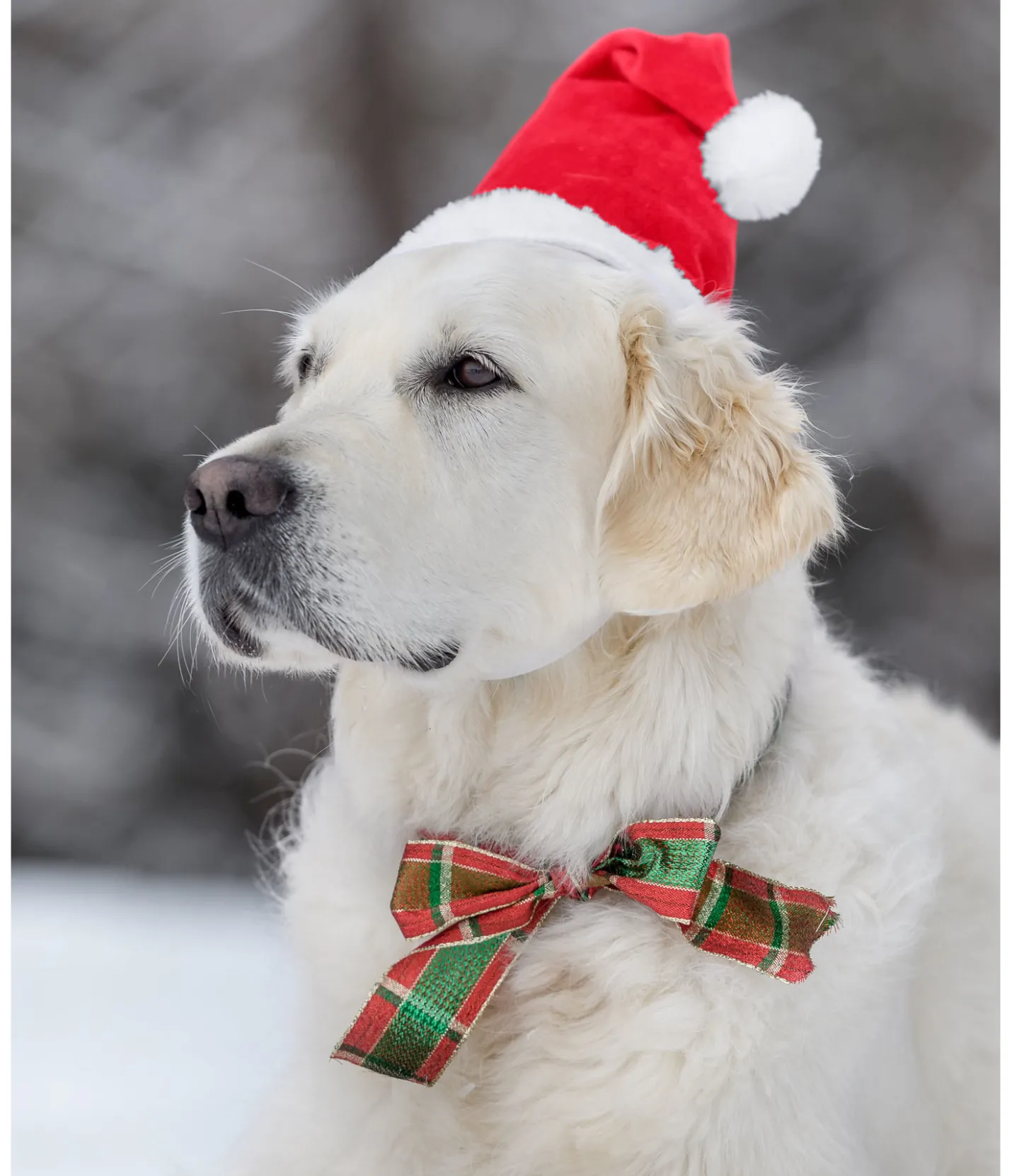 sugar dog Bonnet de Noël pour chien Santa rouge New