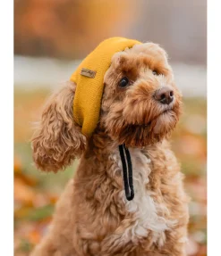 sugar dog Bonnet pour chien Evin mangue dorée New