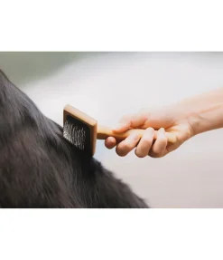 sugar dog Carde pour chien Woody Best