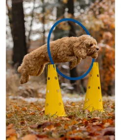 sugar dog Cerceaux d'agility bleu Hot