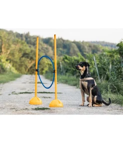 sugar dog Cerceaux d'agility bleu Hot