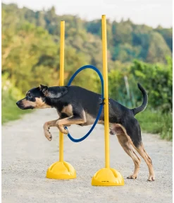 sugar dog Cerceaux d'agility bleu Hot