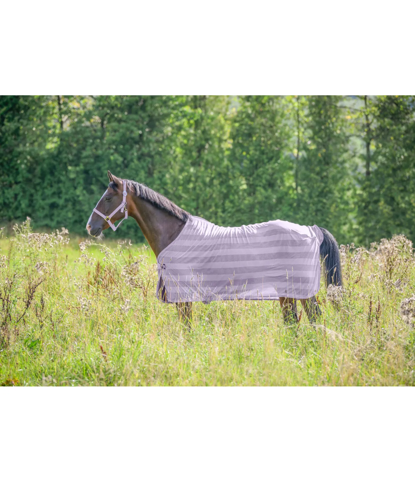 THERMO MASTER Chemise anti-mouches Economy Light violet Best