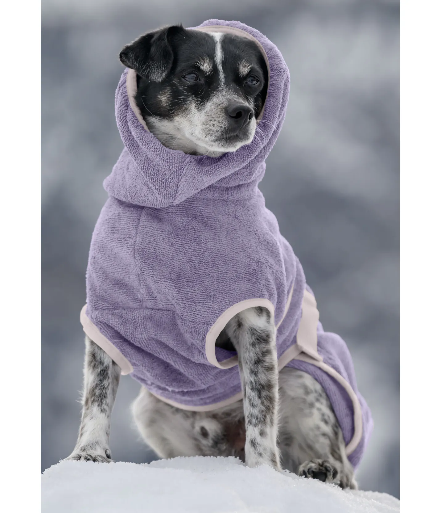 sugar dog Chemise séchante pour chien Dry Dog II myrtille Online