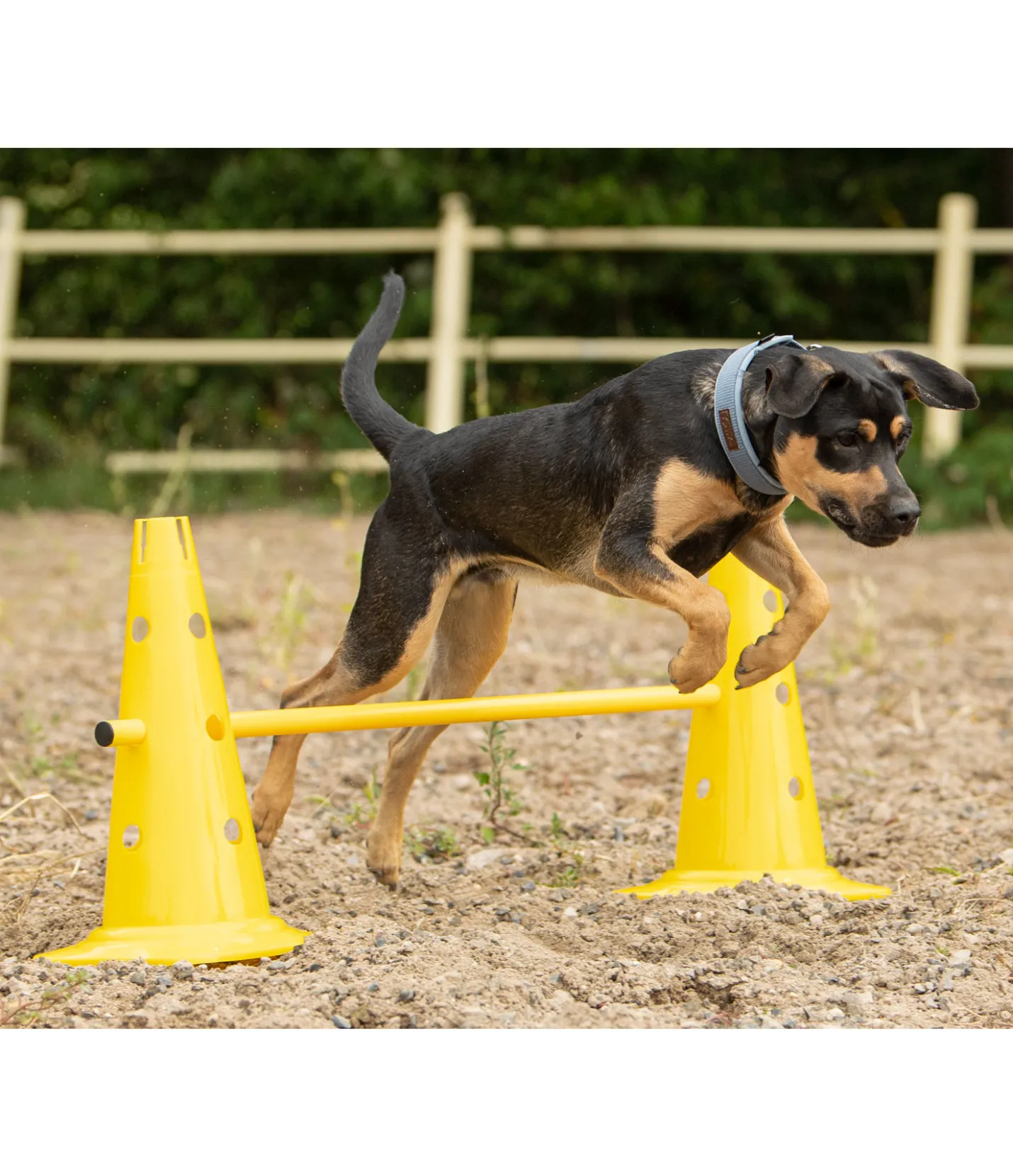 sugar dog Cônes d'agility jaune