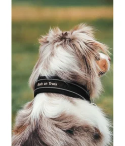 Back on Track Collier anti-traction pour chien Charlie noir Discount