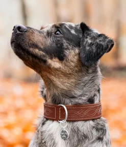 sugar dog Collier en cuir pour chien Livorno tabac