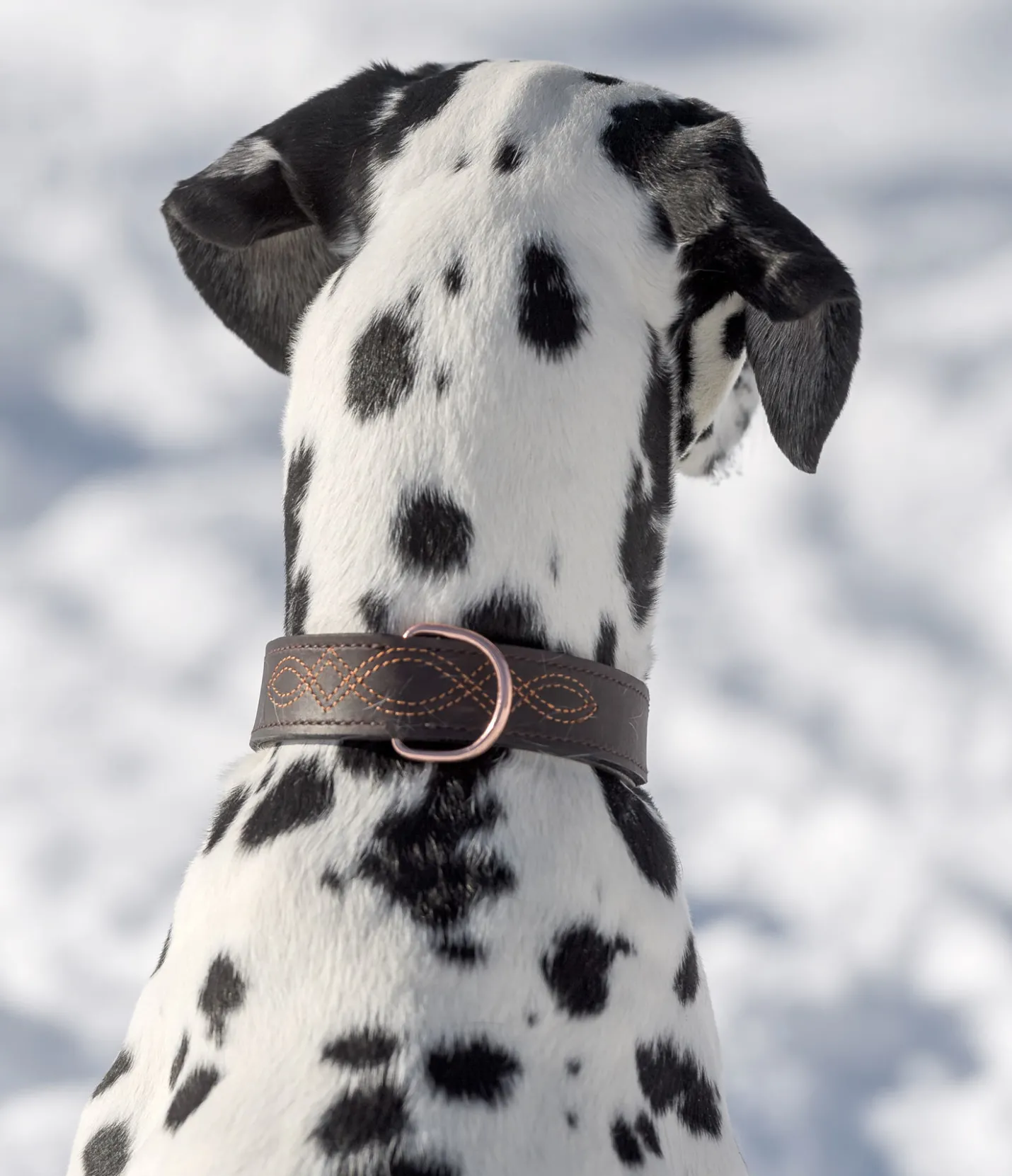 sugar dog Collier en cuir pour chien Livorno brun/rose