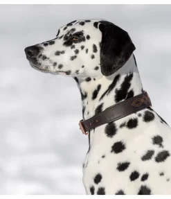 sugar dog Collier en cuir pour chien Livorno brun/rose