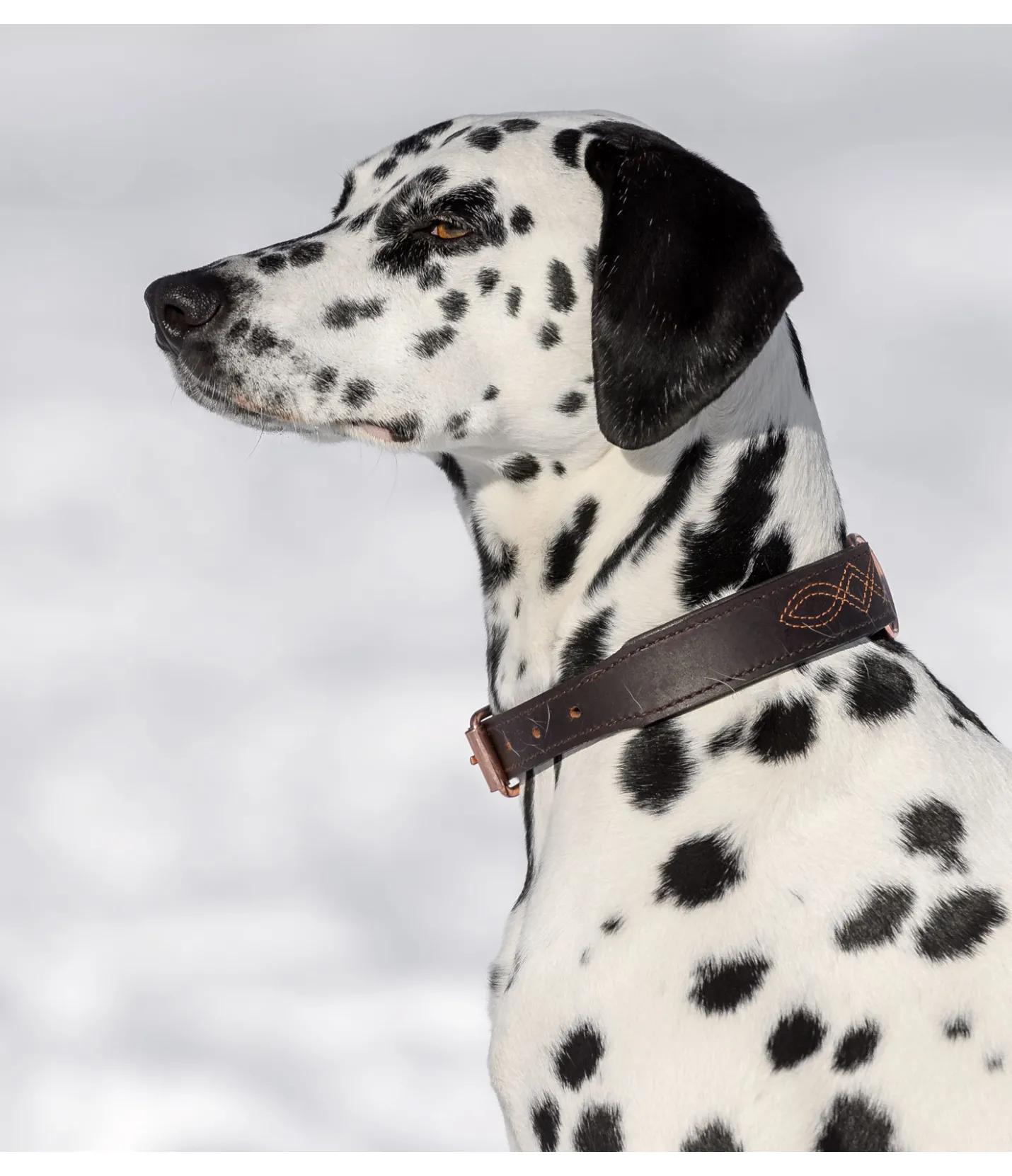 sugar dog Collier en cuir pour chien Livorno brun/rose
