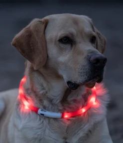 STEEDS Collier lumineux-LED rouge Best
