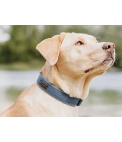 sugar dog Collier pour chien Becks bleu dauphin New