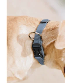 sugar dog Collier pour chien Becks bleu dauphin New