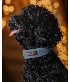sugar dog Collier pour chien Becks bleu dauphin New