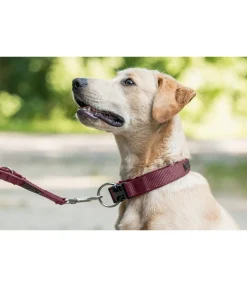 sugar dog Collier pour chien Becks bordeaux Hot