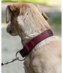 sugar dog Collier pour chien Becks bordeaux Hot