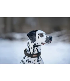 sugar dog Collier pour chien Becks noir Clearance