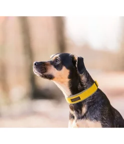 sugar dog Collier pour chien Becks mangue dorée