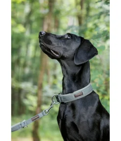 sugar dog Collier pour chien Becks matcha foncé Best