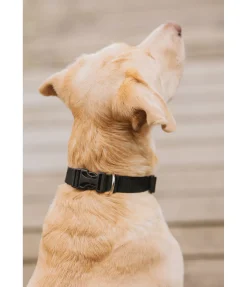 sugar dog Collier pour chien Champ noir Best