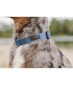 sugar dog Collier pour chien Champ bleu dauphin Discount