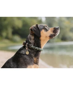 sugar dog Collier pour chien Coloured Rope thym Outlet