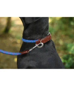 sugar dog Collier pour chien Coloured Rope bleu Ibiza New
