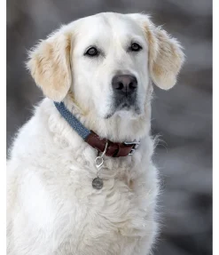 sugar dog Collier pour chien Rope bleu dauphin Clearance