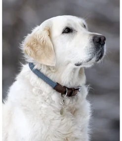 sugar dog Collier pour chien Rope bleu dauphin Clearance