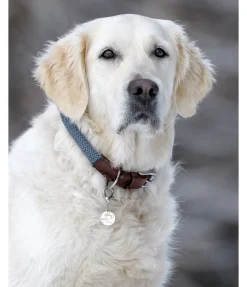 sugar dog Collier pour chien Rope bleu dauphin Clearance