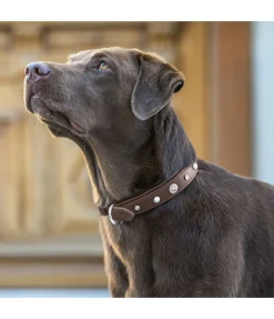 sugar dog Collier pour chien en cuir Chinook marron foncé Hot