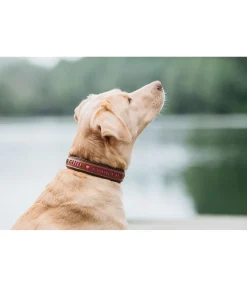 sugar dog Collier pour chien en cuir Good Dog rose-fuchsia Clearance