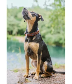 sugar dog Collier pour chien en cuir Good Dog turquoise Best