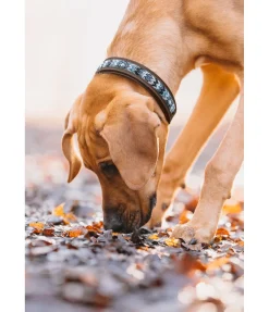 sugar dog Collier pour chien en cuir Nashville marron foncé Best