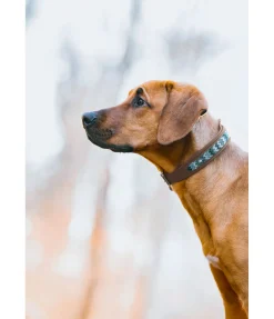 sugar dog Collier pour chien en cuir Nashville marron foncé Best