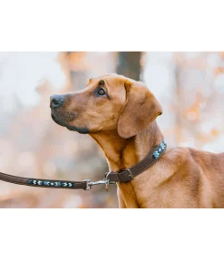 sugar dog Collier pour chien en cuir Nashville marron foncé Best
