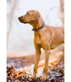 sugar dog Collier pour chien en cuir Nashville marron foncé Best
