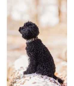 sugar dog Collier pour chien en cuir Nashville marron foncé Best