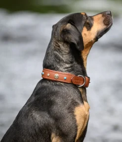 sugar dog Collier pour chien en cuir Chinook tabac