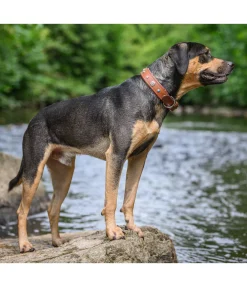 sugar dog Collier pour chien en cuir Chinook tabac