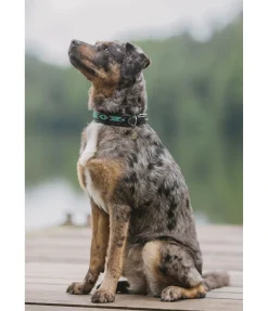 sugar dog Collier pour chien en cuir Nashville noir/argenté Outlet