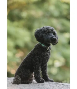 sugar dog Collier pour chien en cuir Nashville noir/argenté Outlet