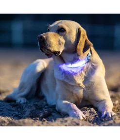 sugar dog Collier pour chien LED Loom bleu Outlet